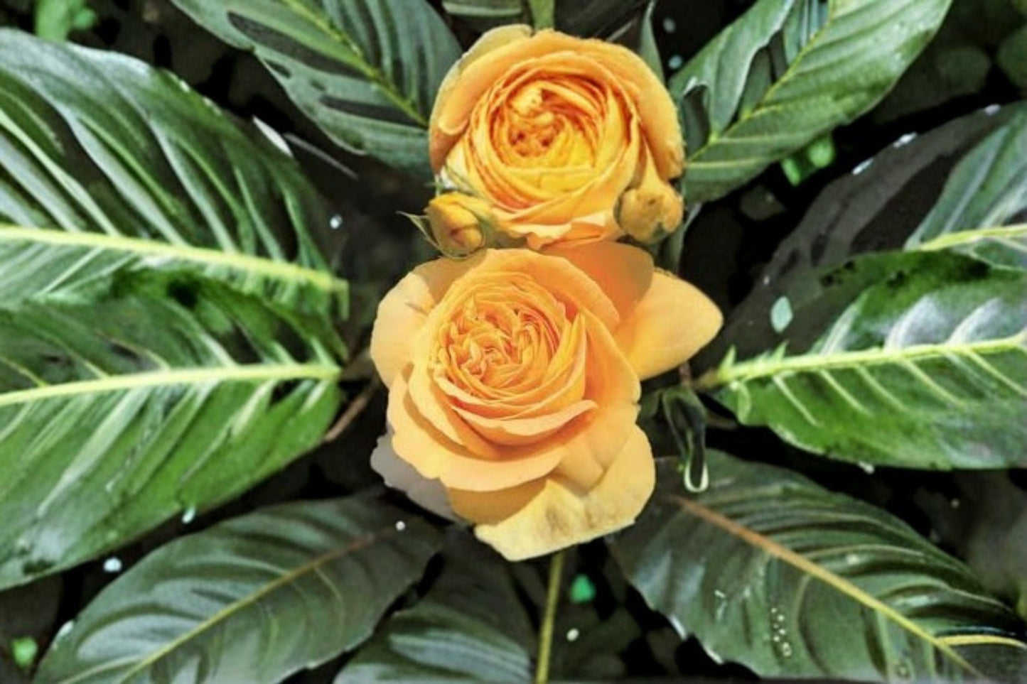 Candlelight Rose Live Plant – Yellow Repeat Blooming Rose – Hardy Garden or Indoor Rose – Rosa ‘Candlelight’
