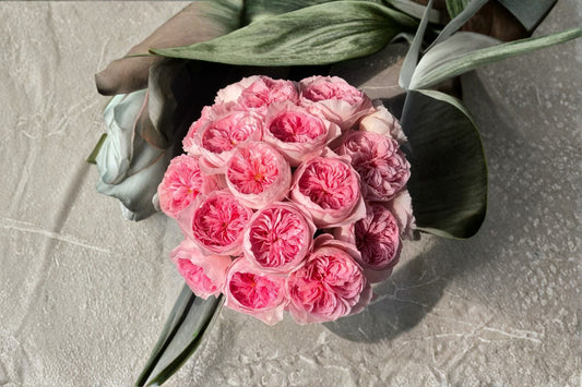 Nicole Rose Live Plant – Pink Schreurs Cut Rose Variety – Elegant Floral Display – Rosa ‘Nicole Rose’