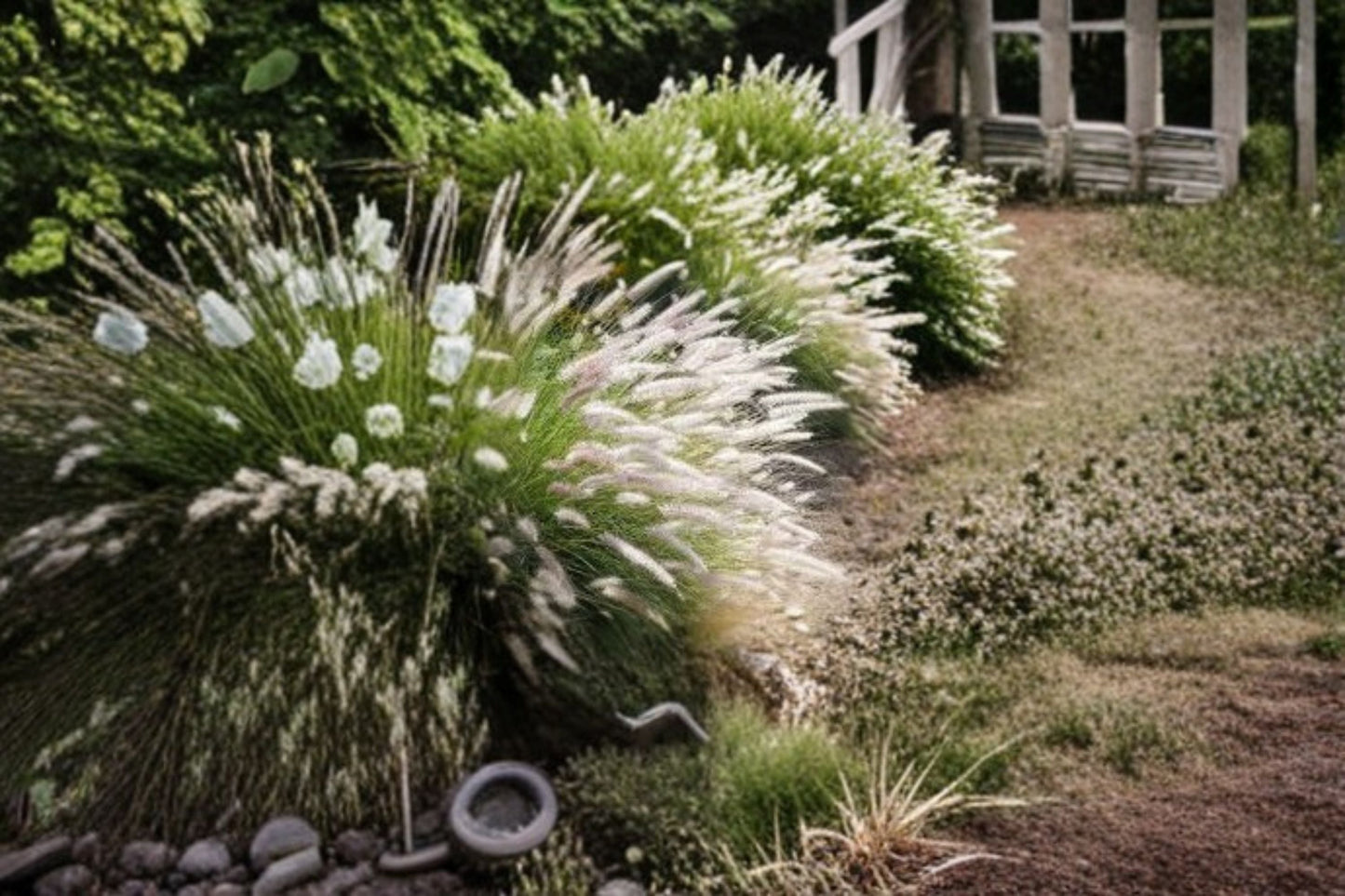 Fairy Tails Fountain Grass Plant – Pennisetum orientale ‘Fairy Tails’ Ornamental Grass for Garden Landscaping