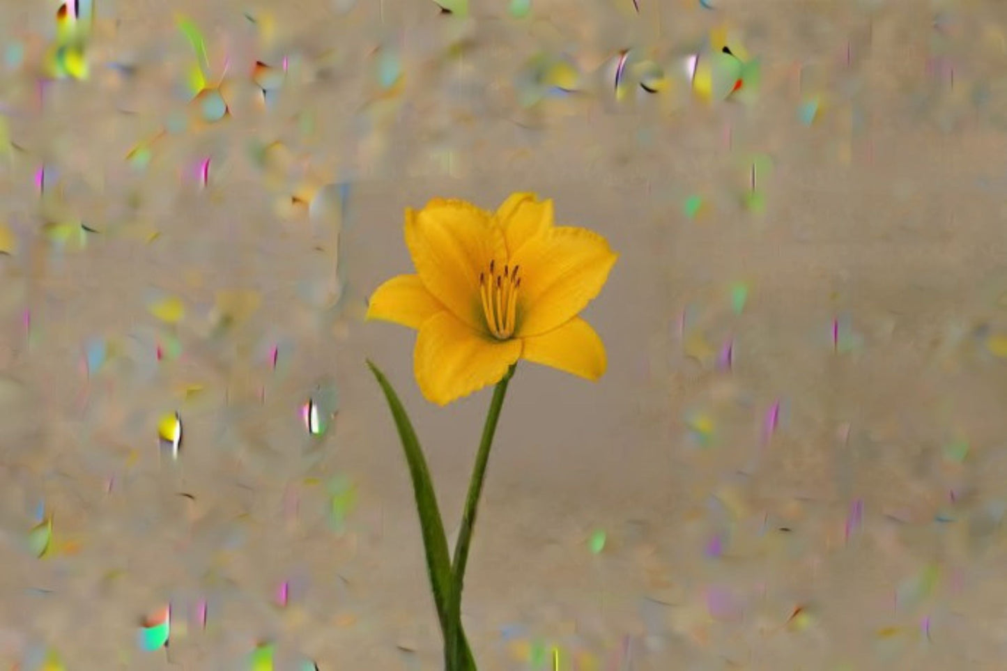 Gold Daylily Live Plant – Yellow Perennial Flower – Hemerocallis spp. – Bright, Vibrant Bloom for Gardens and Borders