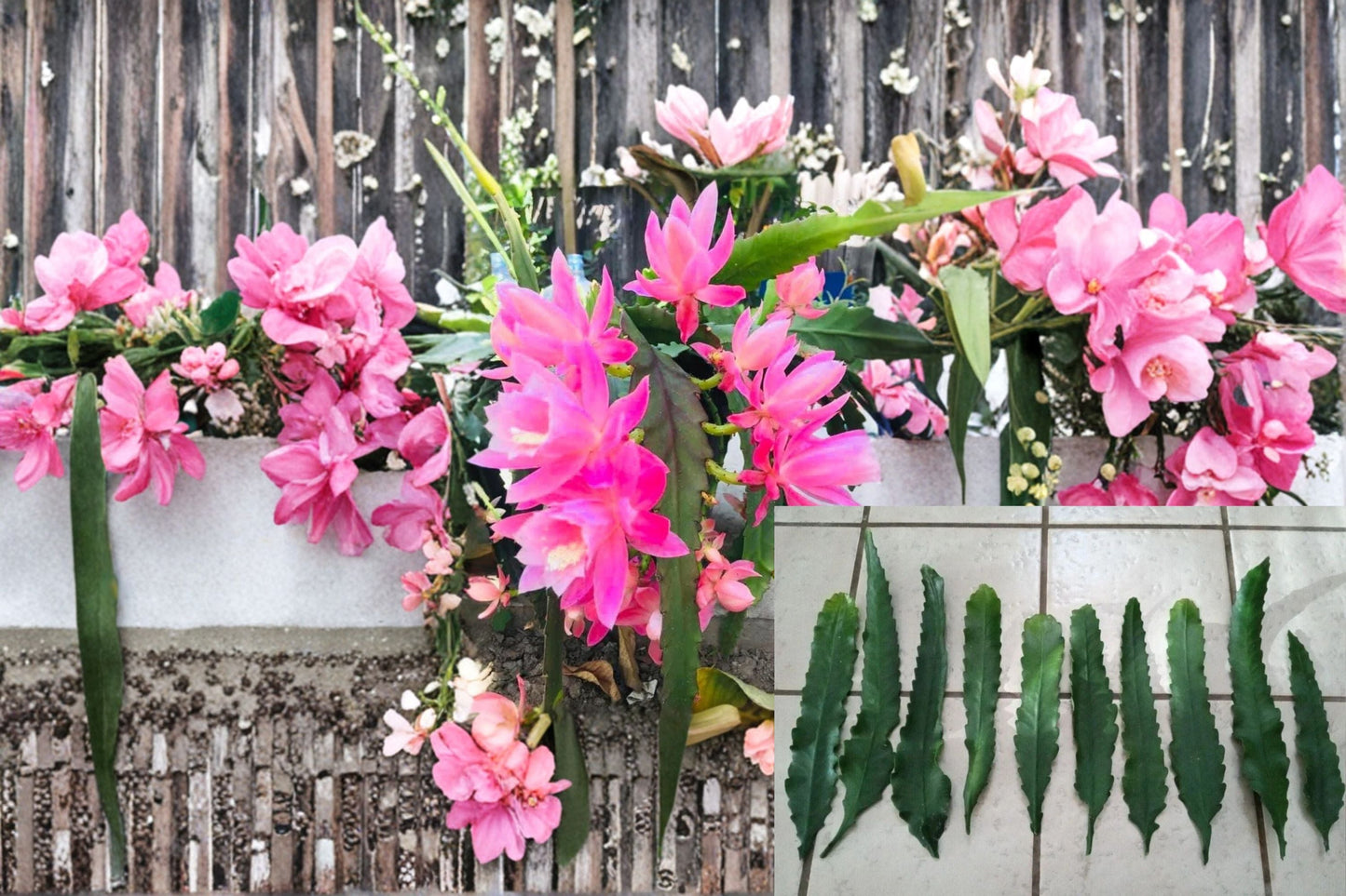German Empress Orchid Cactus Cutting – Epiphyllum ‘German Empress’ – Unique Indoor or Outdoor Epiphyllum Plant