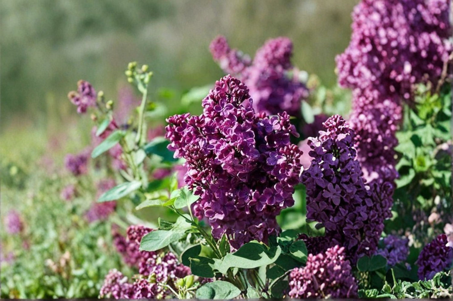 Purple Lilac Live Plant – 4-Inch Pot Syringa vulgaris with Fragrant Purple Blooms and Lush Foliage