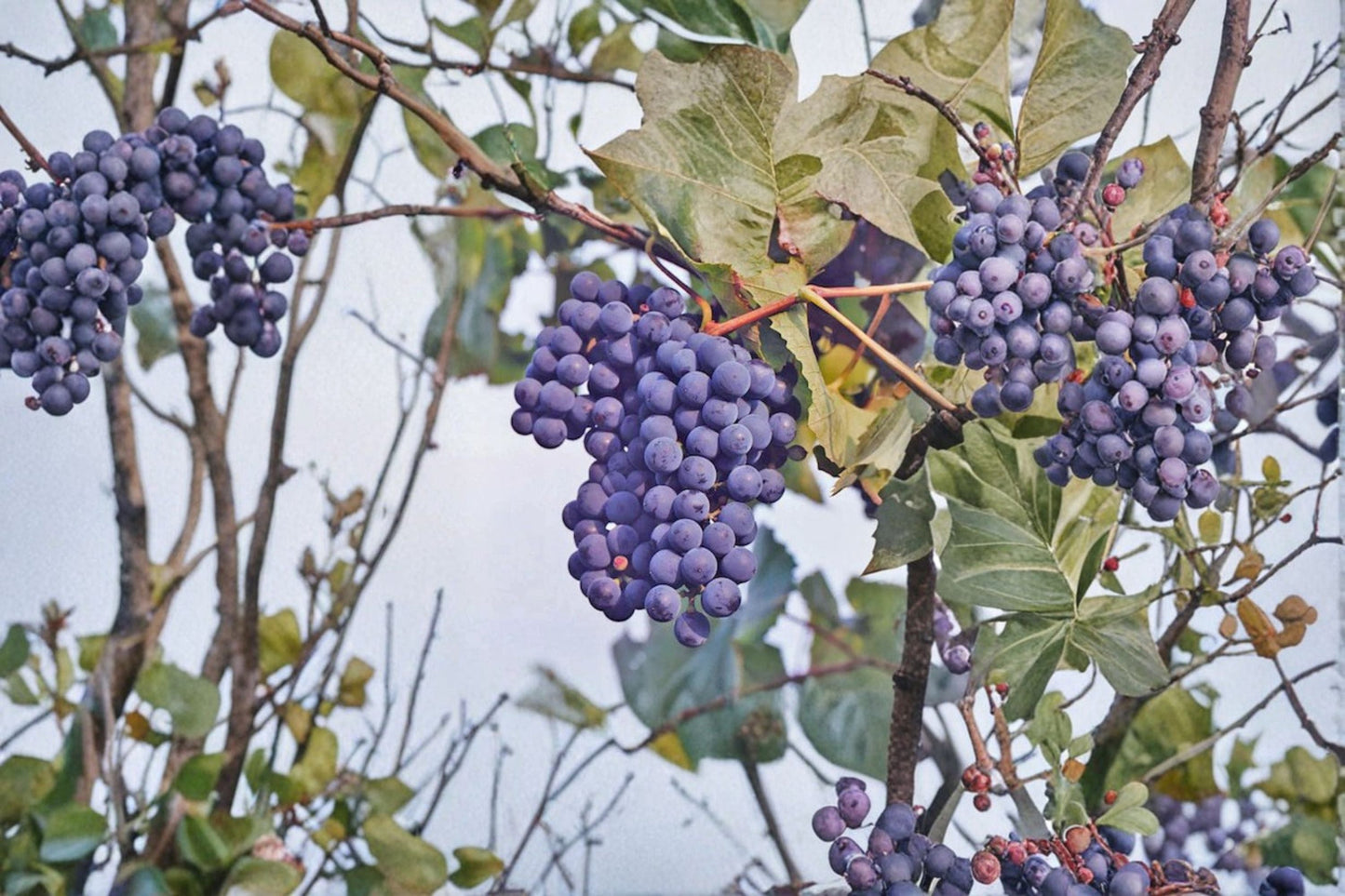 Concord Grape Cuttings – Vitis labrusca – 6 Healthy Vine Clippings for Home Garden or Vineyard Cultivation