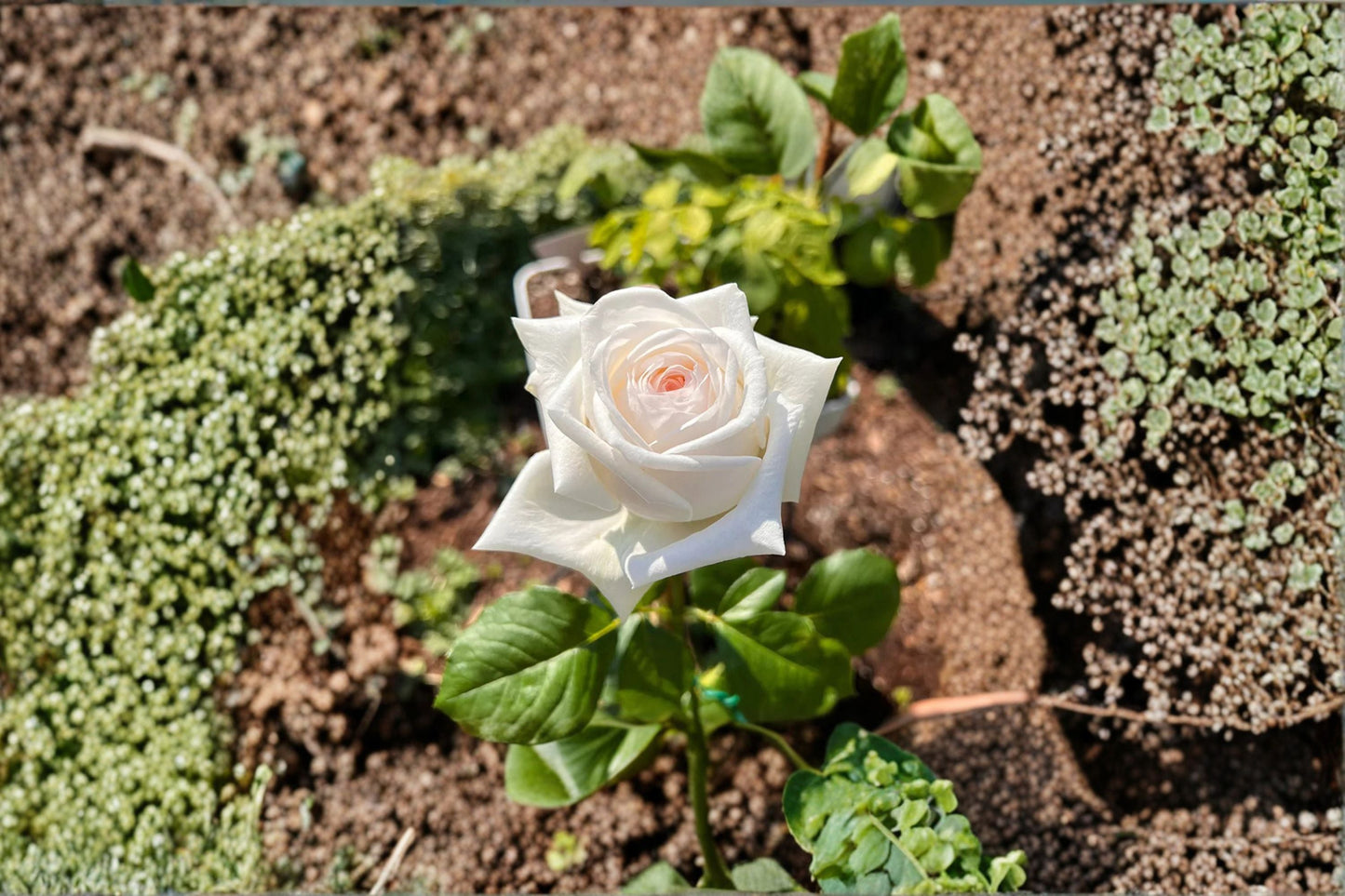 White O’Hara Rose Live Plant – Fragrant Long-Lasting Cut Rose – Elegant White Garden Rose (Rosa)