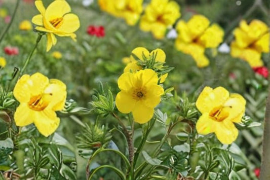 Goldfinger Potentilla Plant – Potentilla fruticosa ‘Goldfinger’ – Bright Yellow Flowering Shrub for Garden Borders and Landscaping