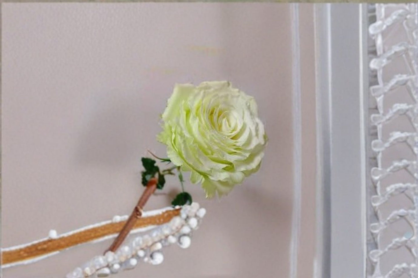 Moonstone Rose Live Plant – Own Root Repeat Cut Rose – Vibrant Blooming Garden Flower – Rosa Moonstone