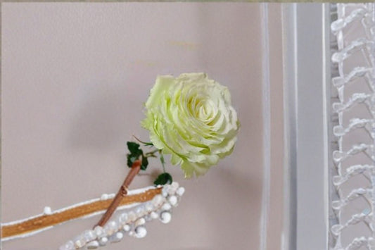 Moonstone Rose Live Plant – Own Root Repeat Cut Rose – Vibrant Blooming Garden Flower – Rosa Moonstone