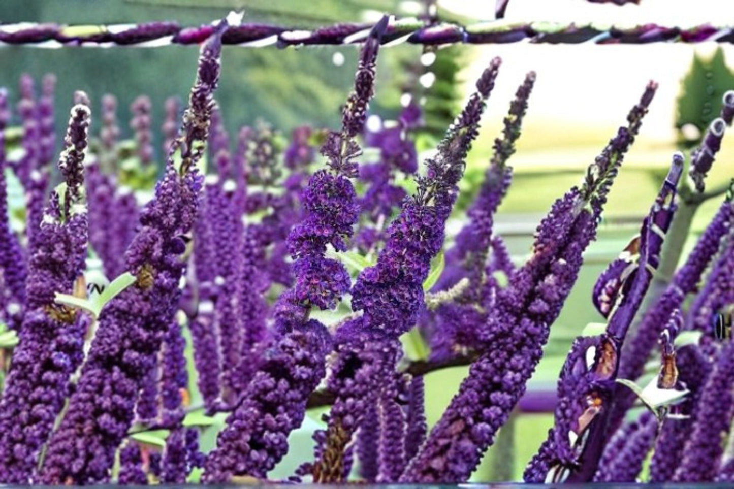 Purple Butterfly Bush Cuttings – Buddleja davidii – Vibrant Purple Flowers for Garden, Attracts Butterflies & Hummingbirds