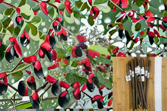 Illinois Everbearing Mulberry Cuttings – Morus alba × rubra, Hardy Fruit Tree, Sweet Berries, Home Garden Plant