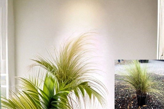 Mexican Feather Grass Plant – Nassella tenuissima – Ornamental Grass for Borders & Containers