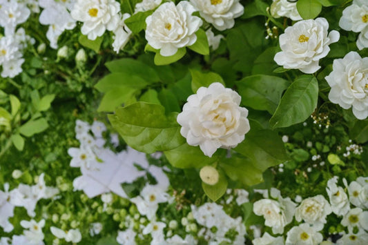 Grand Duke of Tuscany Jasmine Plant – Jasminum sambac – Fragrant White Flowers, Easy Care Indoor or Garden Plant
