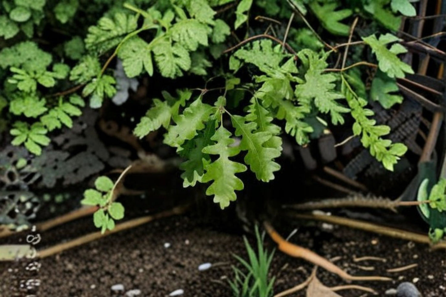 Gambel Oak Plant – Quercus gambelii – Deciduous Tree for Landscaping, Shade, and Wildlife Habitat