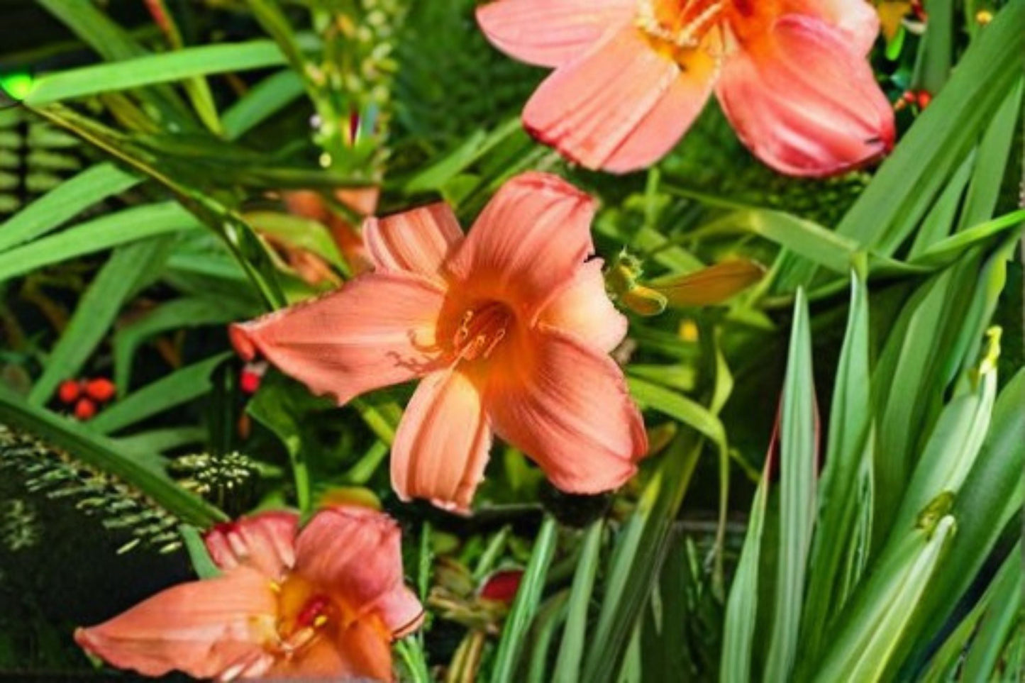 Summer Wind Daylily Live Plant – Pink Peach Perennial Flower – Hardy Garden Flower – Hemerocallis