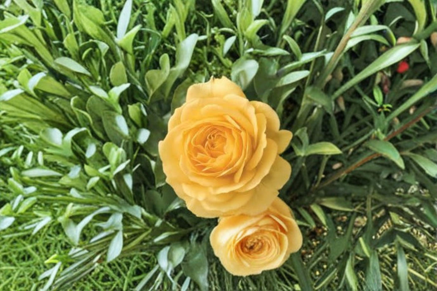 Julia Child Rose Live Plant – 1.5 Gal Floribunda Yellow Rose – Vibrant Garden Rose with Fragrant Blooms