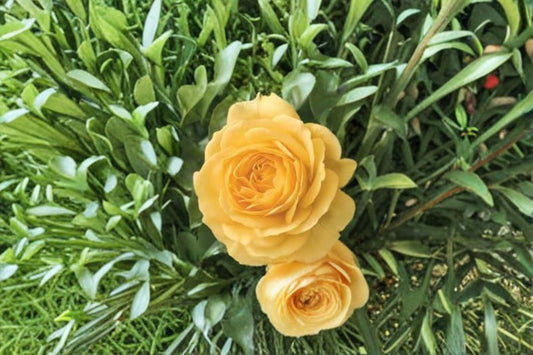 Julia Child Rose Live Plant – 1.5 Gal Floribunda Yellow Rose – Vibrant Garden Rose with Fragrant Blooms
