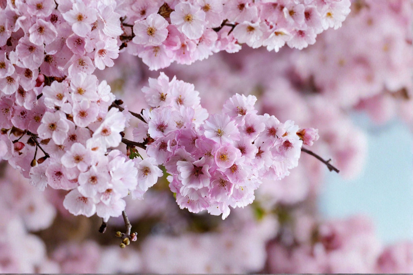 Pink Japanese Weeping Cherry Tree Live Rooted Plant – Prunus subhirtella – 6-8 Inch Tall Flowering Tree for Garden