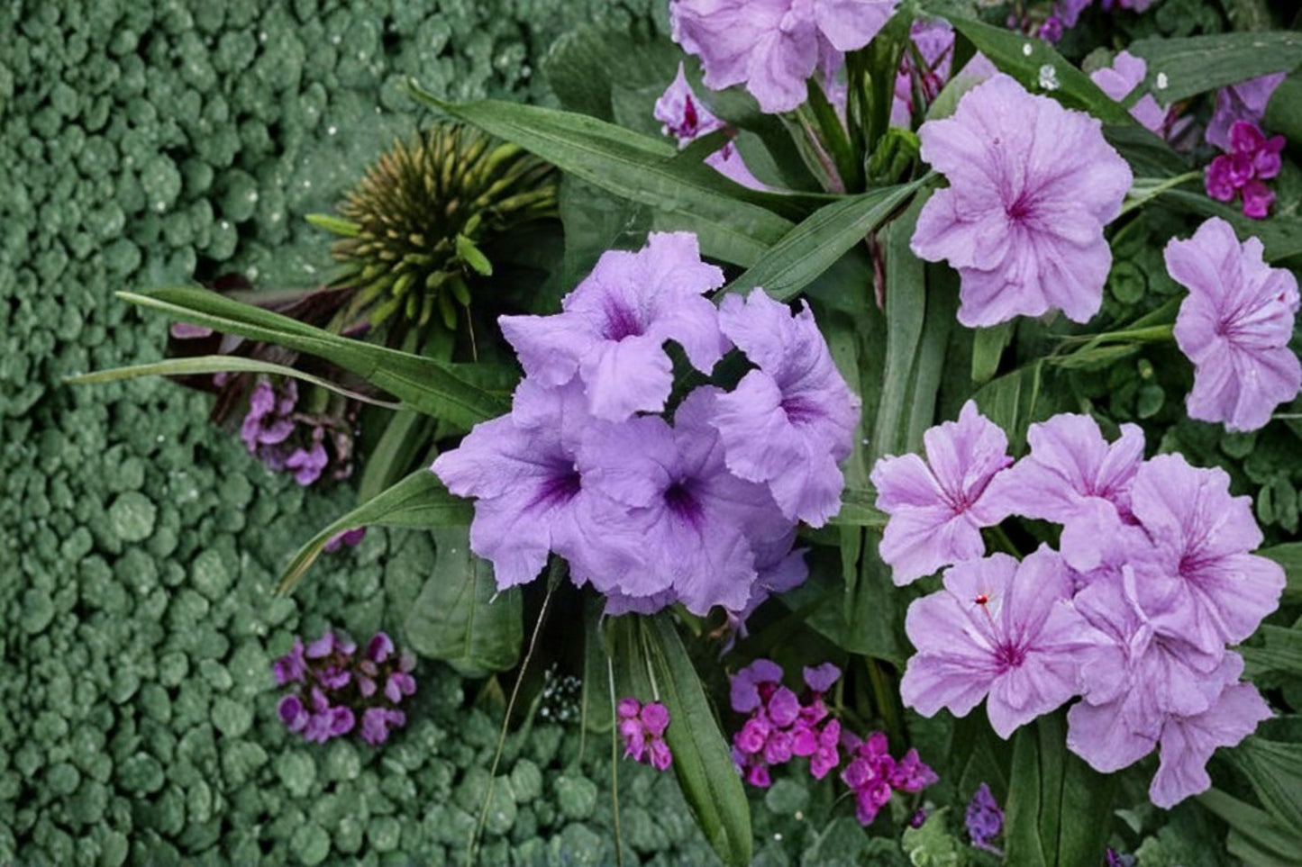 Baby Kate Mexican Petunia Live Plant – Dwarf Ground Cover with Trumpet Flowers, Lush, Low-Maintenance, Landscape, Container, Perennial, Ruellia brittoniana