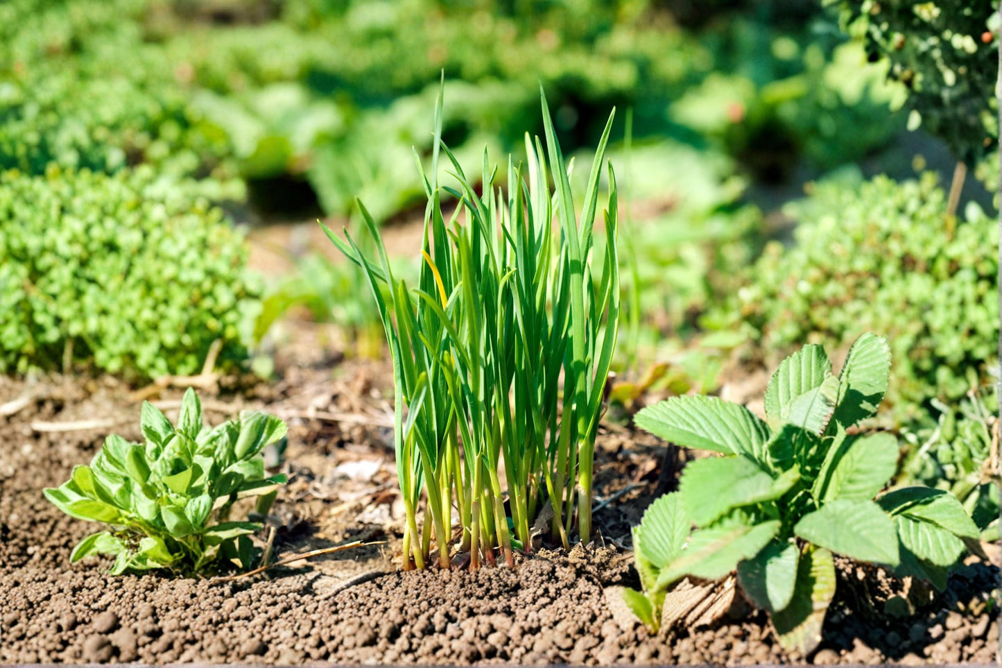 Garlic Chives Plant – Allium tuberosum – Fresh Culinary Herb with Flat Leaves and Mild Garlic Aroma