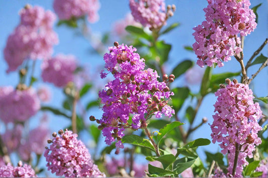 Muskogee Crape Myrtle Live Plant – Lavender Flowering Tree – Lagerstroemia indica – Garden Ornamental Tree