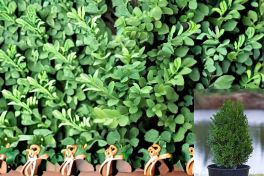 Green Mountain Boxwood Plant – Buxus ‘Green Mountain’ Evergreen Shrub for Hedges and Borders