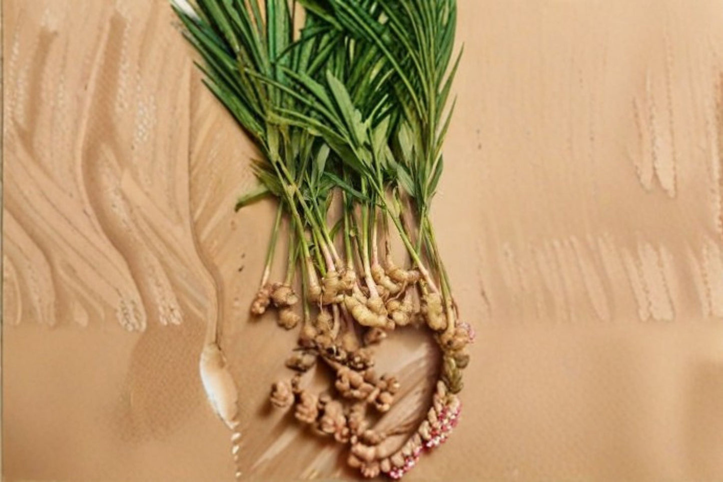 Ginger Live Starter Plant – Zingiber officinale – Fresh Indoor or Garden Herb – Aromatic Rhizome Plant
