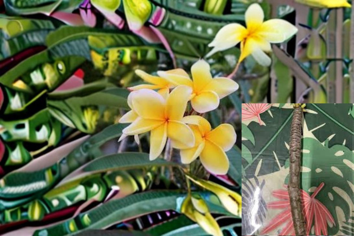 Yellow Plumeria Cuttings – Plumeria rubra – Fragrant Bright Yellow Flowers for Tropical Garden Planting