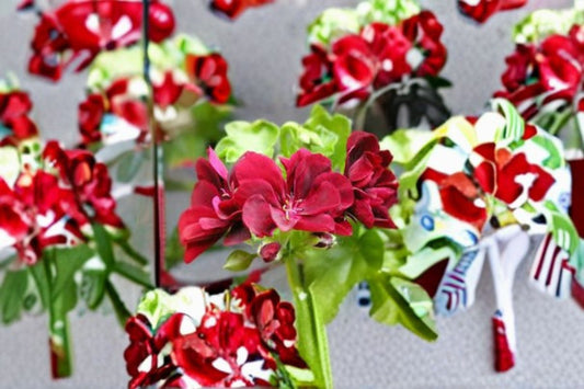 Ivy Geranium Cutting – Pelargonium peltatum – Trailing Flowering Plant for Hanging Baskets and Containers