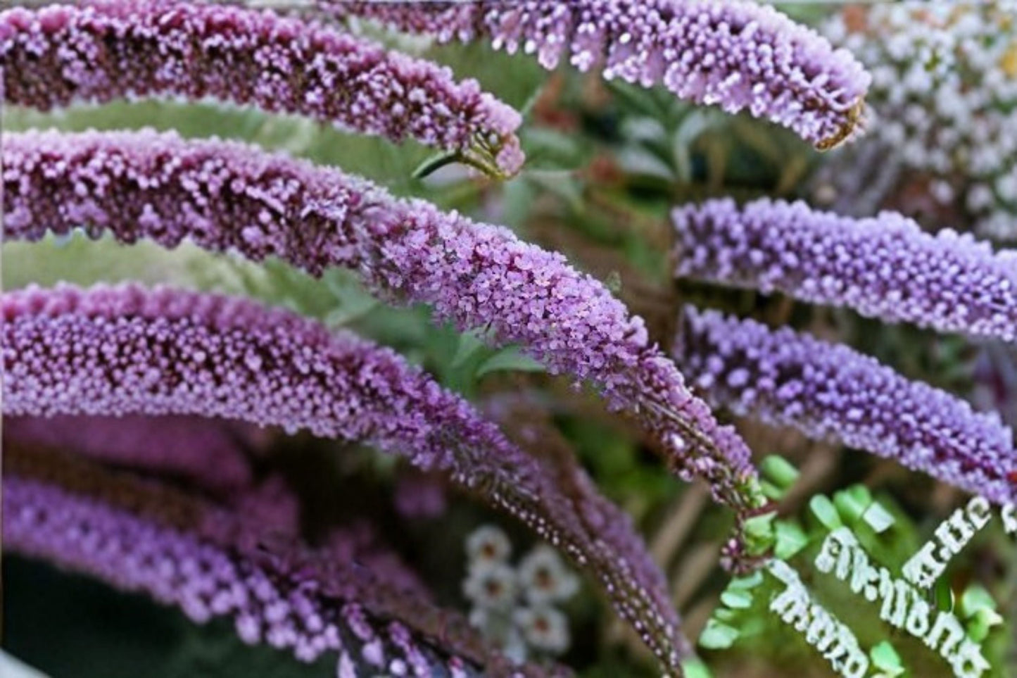 Butterfly Bush Buzz 1 Plant – Buddleja davidii – Fragrant, Colorful Flowering Shrub for Pollinators and Garden Beauty