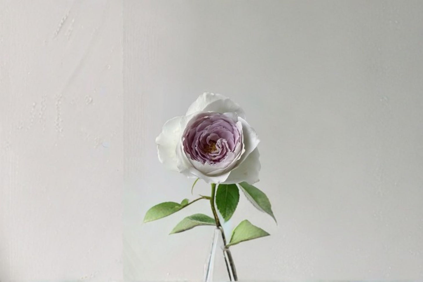 Milky Pearl Rose Live Plant – Cream Pink Garden Rose with Fragrant Blooms – Rosa ‘Milky Pearl’