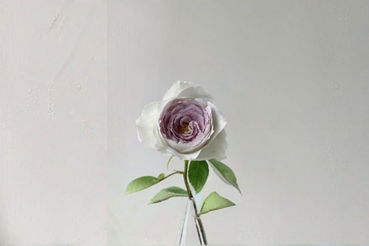 Milky Pearl Rose Live Plant – Cream Pink Garden Rose with Fragrant Blooms – Rosa ‘Milky Pearl’
