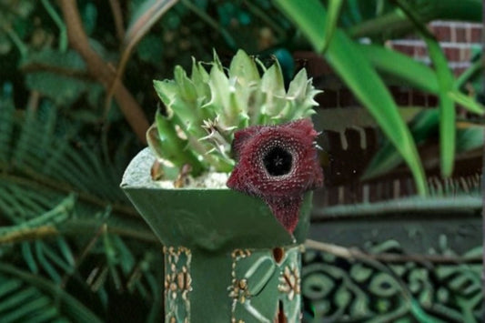 Huernia Orbea Spiney Norman Succulent Plant – Unique Spiny Stems & Star-Shaped Flowers, Low Maintenance, Indoor Garden, Drought Tolerant