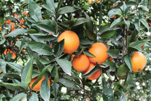 Navel Orange 3 Scions – Citrus sinensis – Sweet, Juicy Fruit for Home Garden, Fresh Eating & Juicing