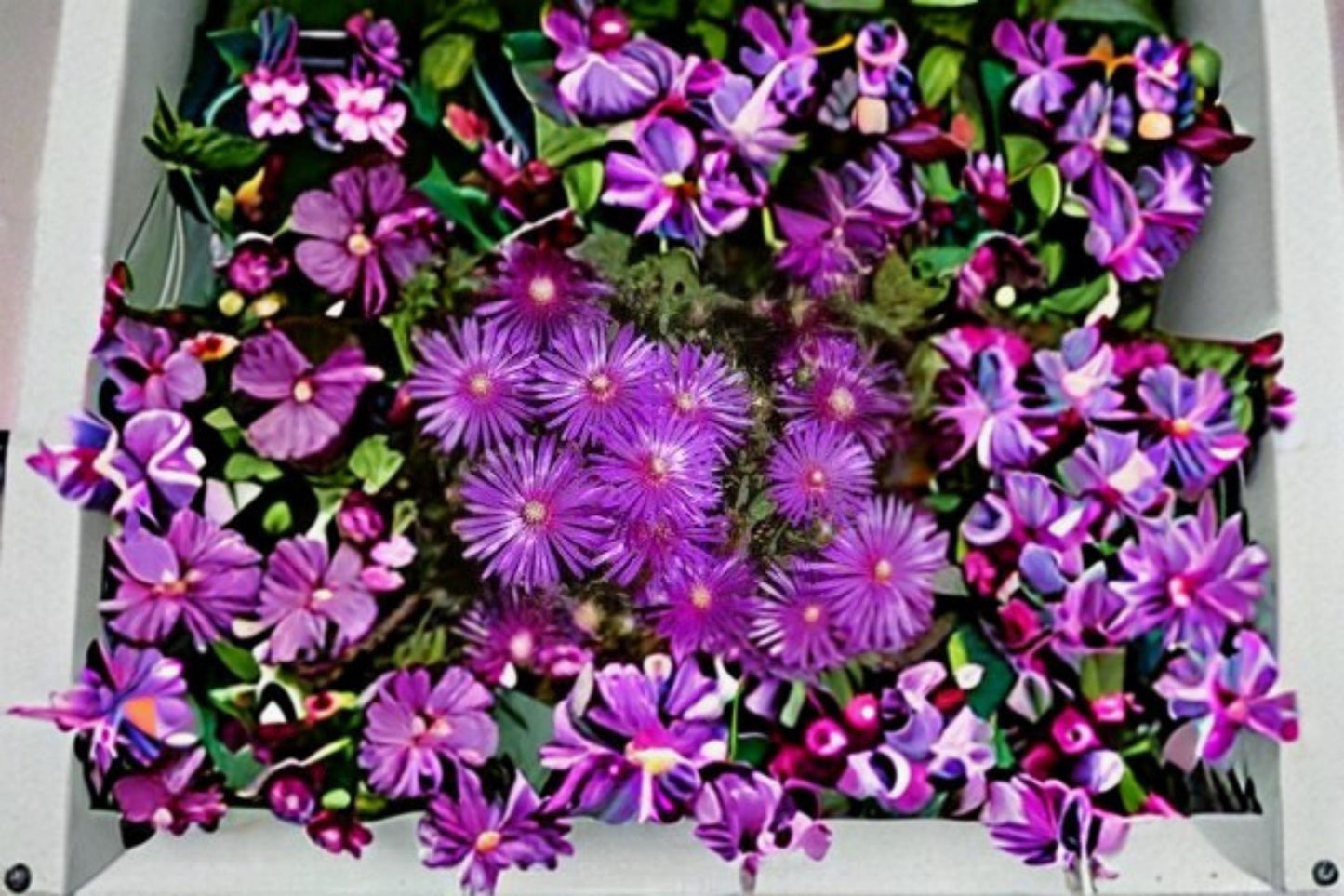 Creeping Ice Plant Cuttings 10 Pack – Delosperma cooperi Drought-Tolerant Succulent for Ground Cover & Containers