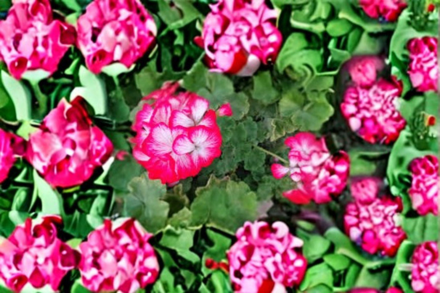 Red White Geranium Cuttings – Pelargonium Variety with Bright Red and White Blooms for Garden or Container Planting