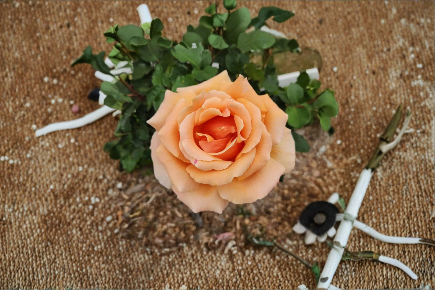 Yellow Apricot Rose Cuttings – Rosa – Vibrant Blooming Flower for Garden, Landscaping, and Floral Arrangements