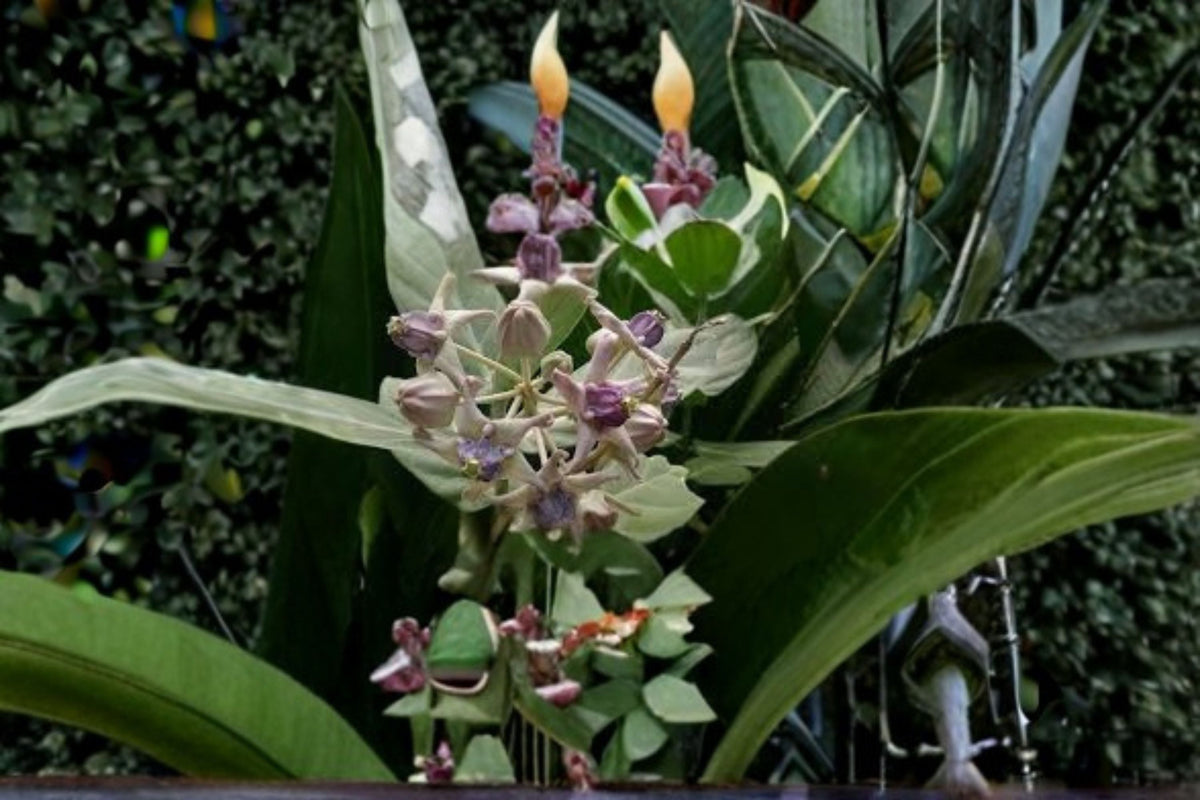 White Giant Milkweed Cuttings 6 Pack - Calotropis gigantea - Tropical Flowering Shrub for Propagation, White Flowers