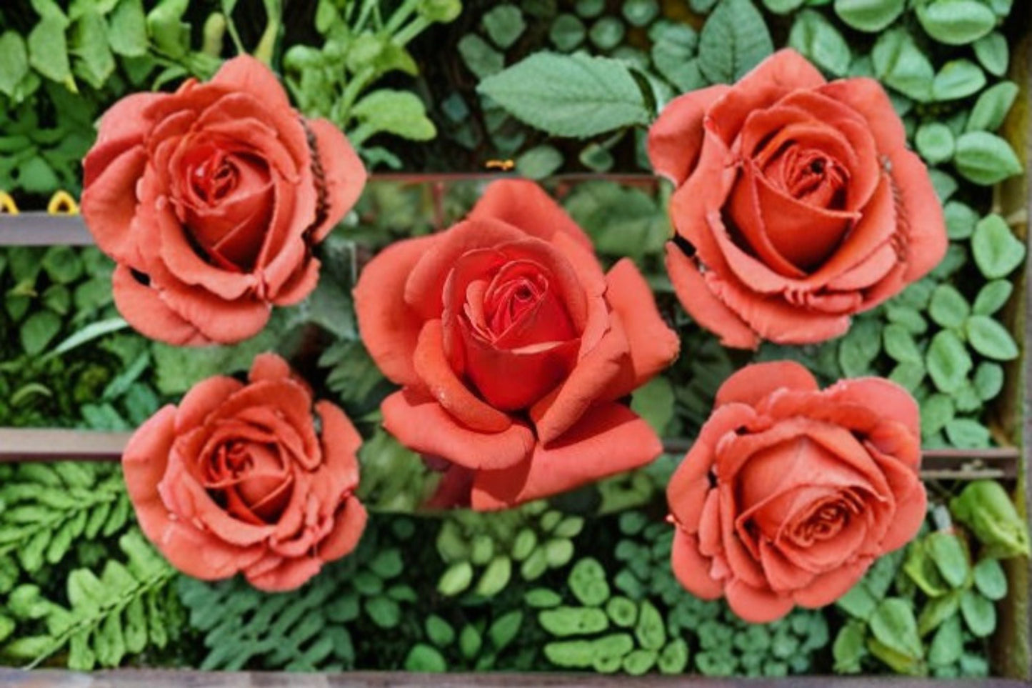 Fragrant Cloud Rose Live Plant 1.5 Gal Coral Red Hybrid Tea Rose Fragrant Scented Garden Flower