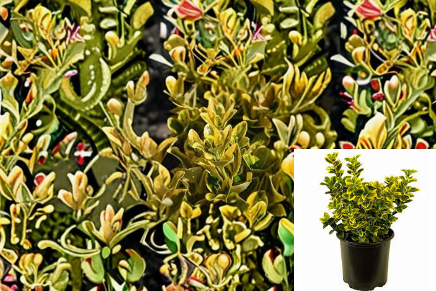 Golden Euonymus Plant – Euonymus japonicus ‘Aureomarginatus’ – Evergreen Shrub with Yellow-Edged Leaves for Gardens and Hedges