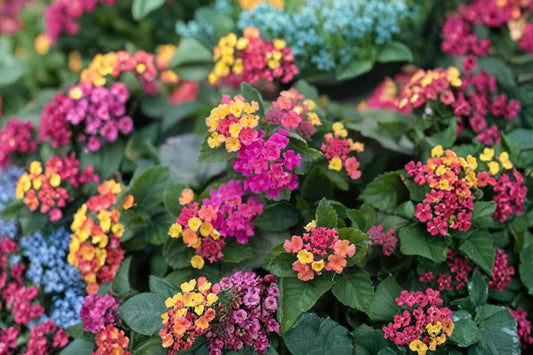 Lantana Plant – Moni Sprinkles Lantana, Colorful Flowering Shrub, Butterfly Attractant, Lantana x ‘Moni’ for Garden & Patio