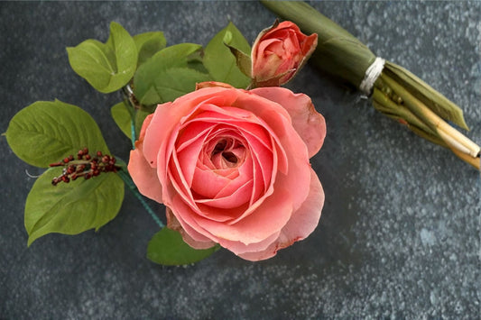 Harper Rose Live Plant – Pink Peach Cup-Shaped Rose – Rosa ‘Harper’