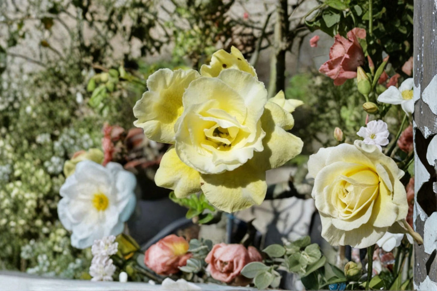 Double Yellow Desert Rose Live Plant – 4–6 Inches Adenium obesum Succulent with Bright Yellow Blooms