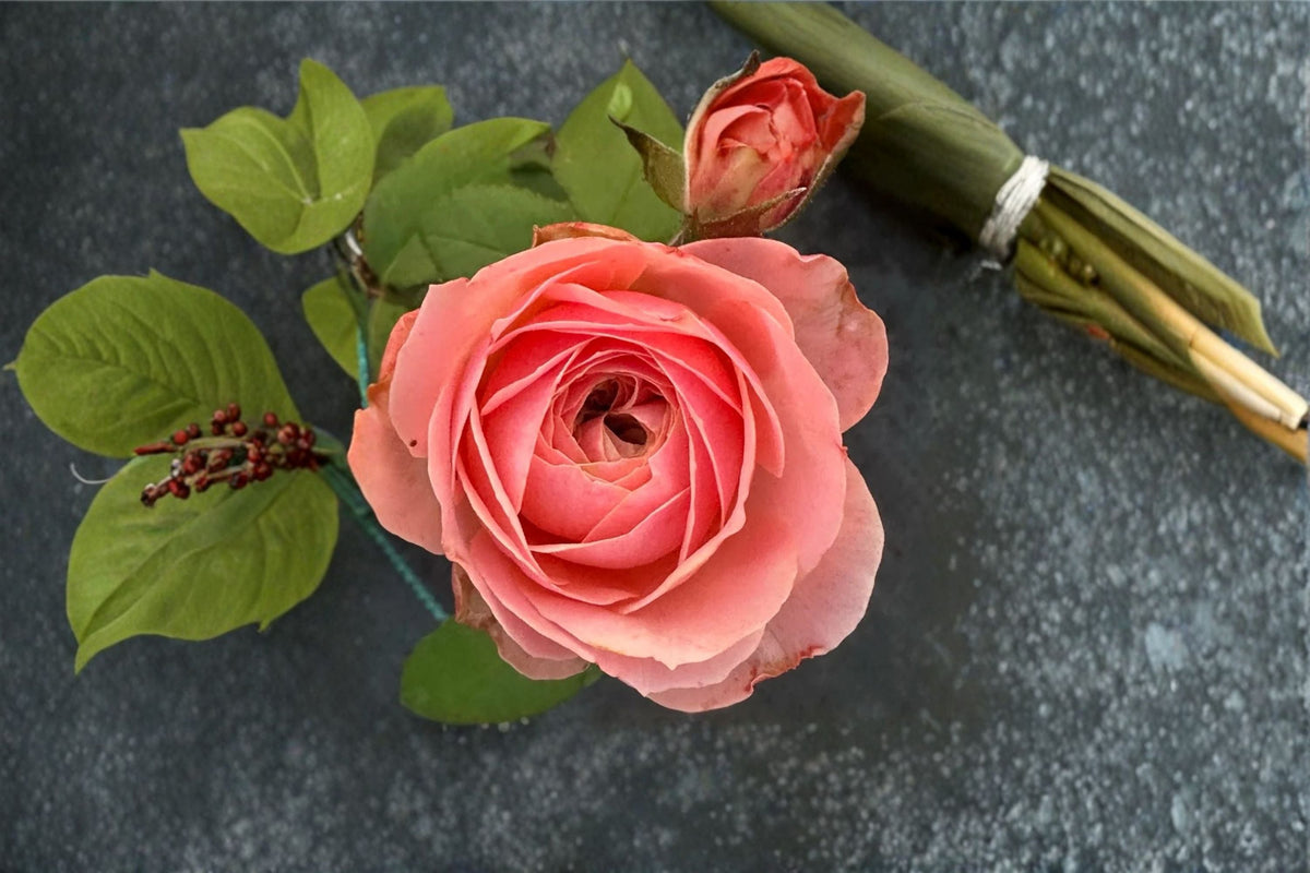 Harper Rose Live Plant - Cup-Shaped Pink Peach Blooms - Rosa hybrid - Dutch Cut Rose for Floral Arrangements and Gardens