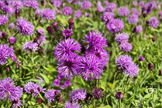 Ironweed Live Plant Clump – Vernonia Pollinator Perennial with Deep Purple Flowers for Garden, Naturalized Areas