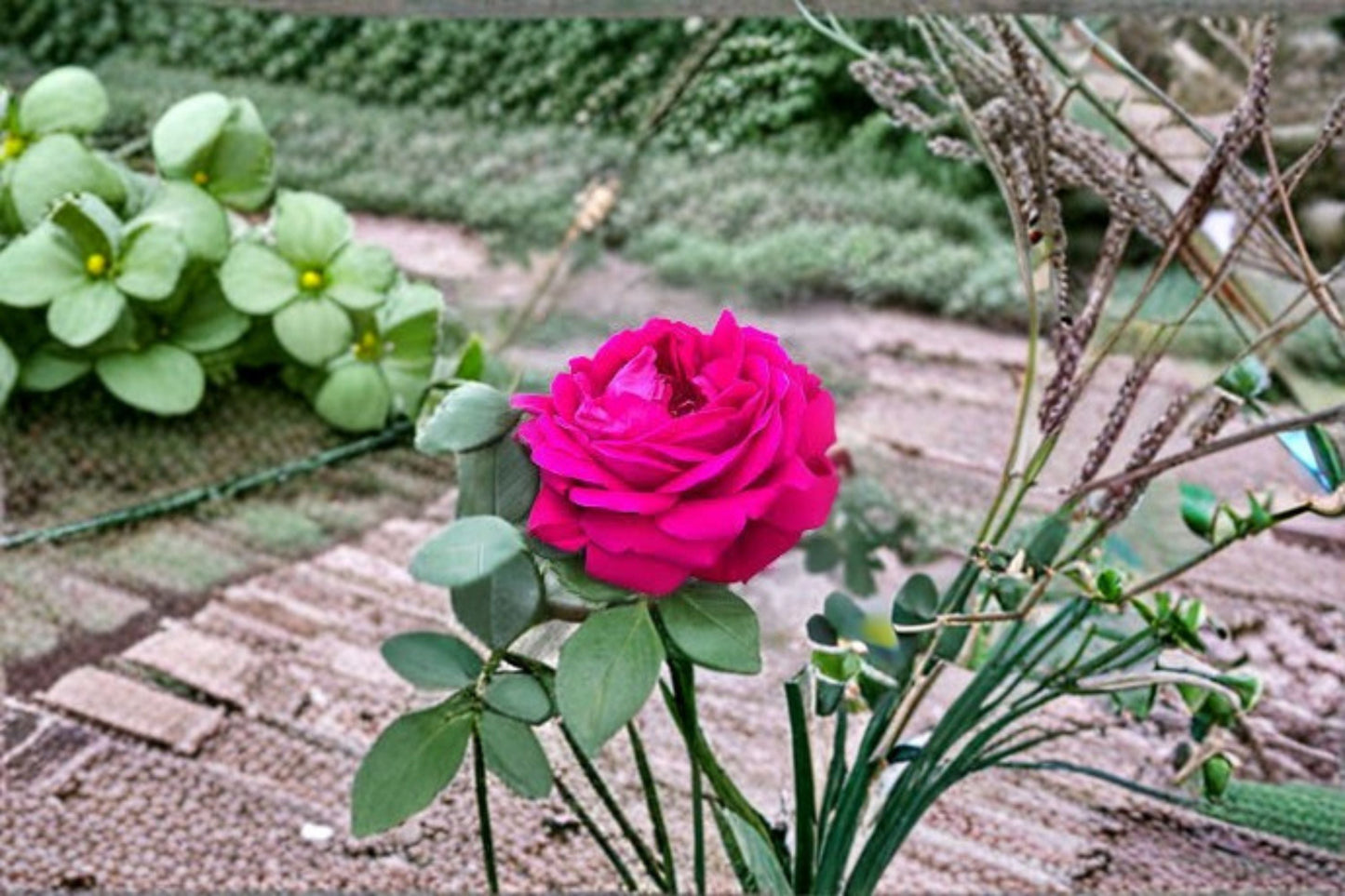 Dianhong Rose Live Plant – Fragrant Yunnan Edible Rose – Vibrant Blooms, Culinary Use, Rosa chinensis