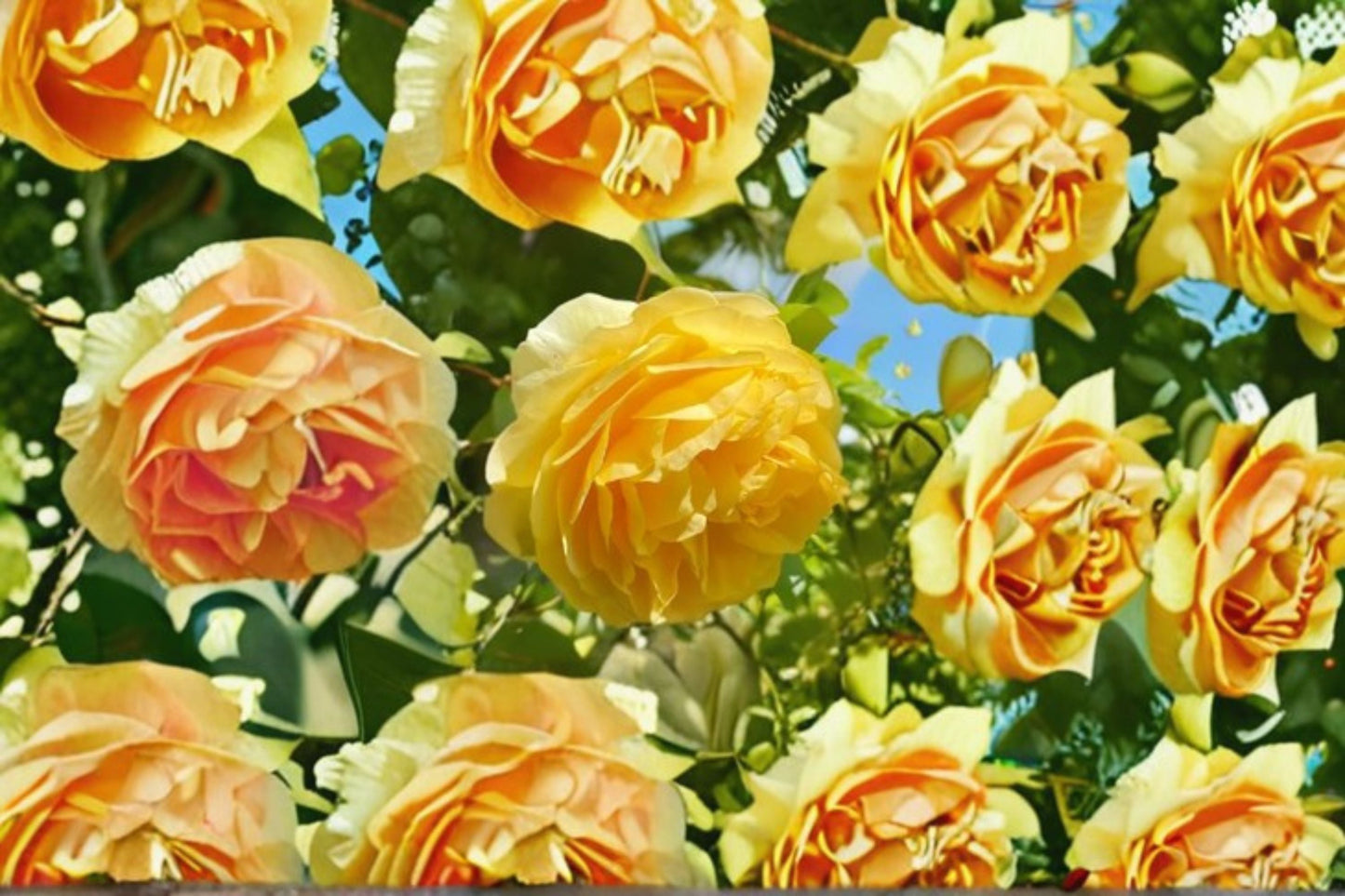 Yellow Beauty Rose Live Plant – Long-Lasting Yellow Rose Garden Flower – Rosa ‘Yellow Beauty’
