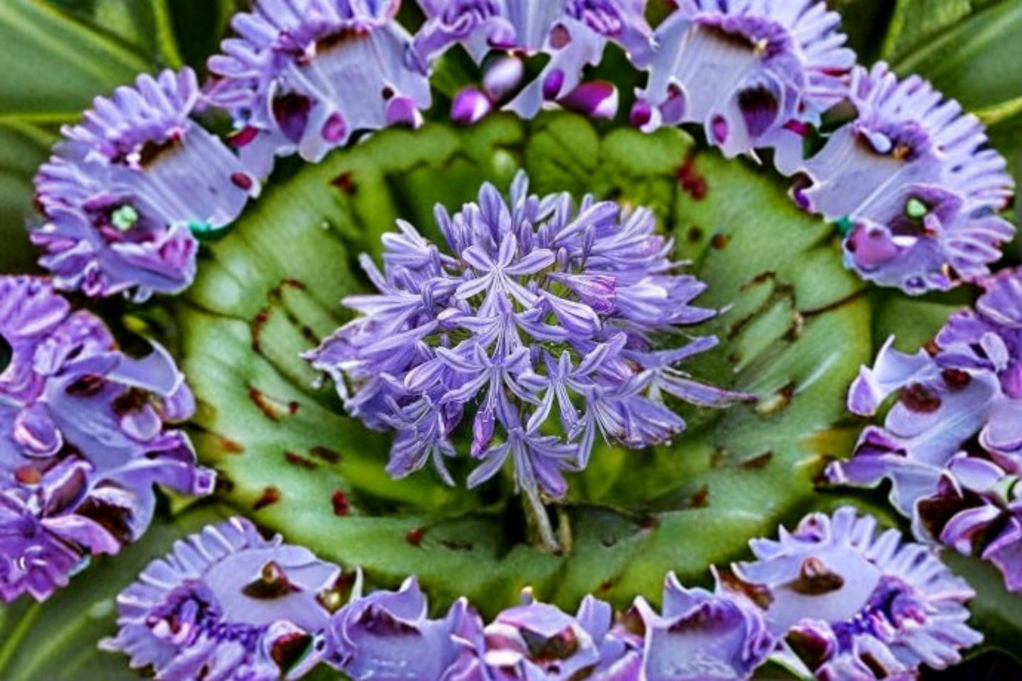Peter Pan Agapanthus Plant – Agapanthus africanus ‘Peter Pan’ – Compact Perennial with Vibrant Blue Flowers for Borders & Containers