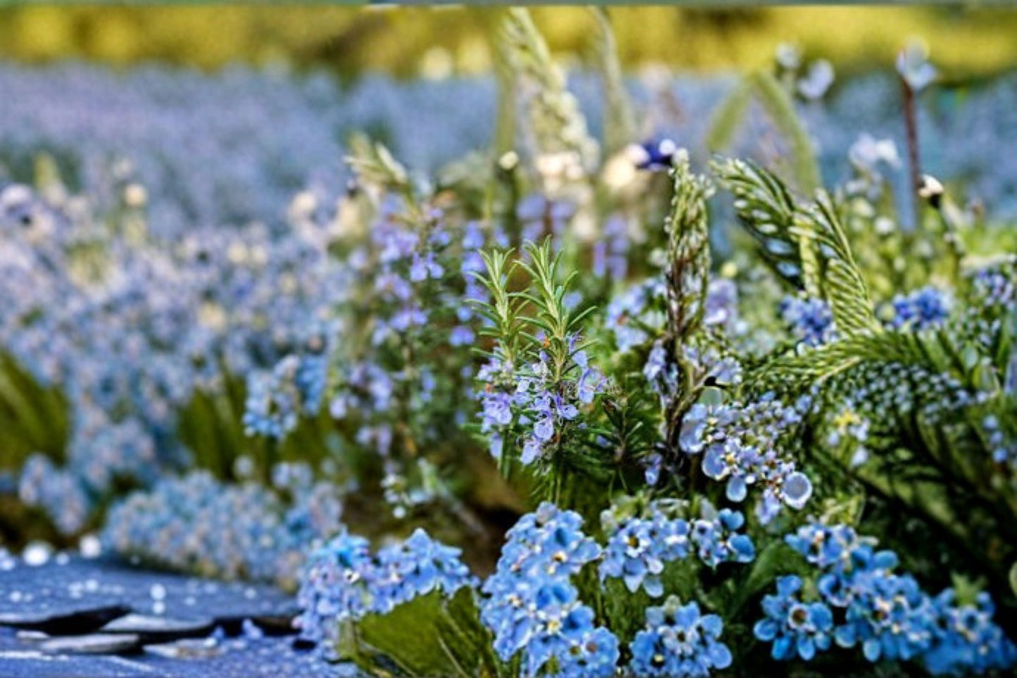 Creeping Rosemary Plant – Rosmarinus officinalis – Ground Cover Herb for Garden or Container, Aromatic, Low-Growing, Versatile
