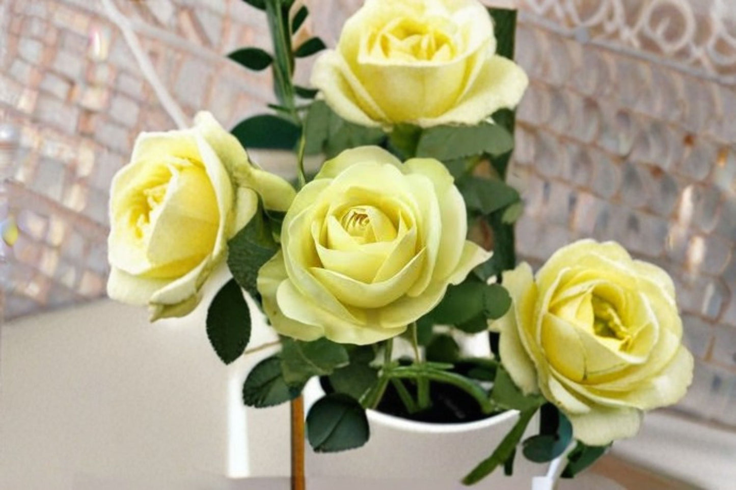 Creamy Eden Rose Live Plant – Repeat Blooming Balcony Rose with Soft Creamy Petals – Elegant Outdoor or Indoor Flowering Plant