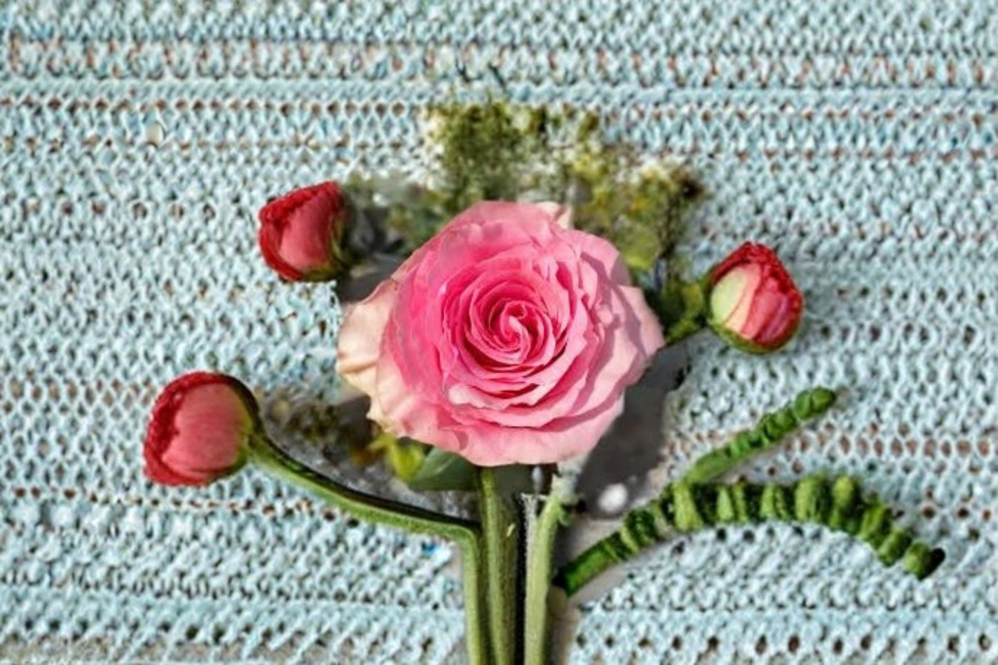 Sweet Spot Rose Live Plant – Pink Variegated Garden Rose – Fragrant Pink and White Foliage – Rosa ‘Sweet Spot’