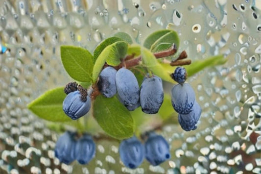 Honeyberry 8 Cuttings – Lonicera caerulea – Blue Berry Bush for Cold Climate Gardens – Edible Fruit Plant